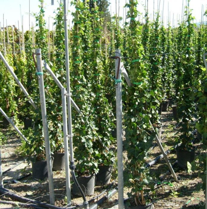 Iedera 2m - 3m  / hedera helix