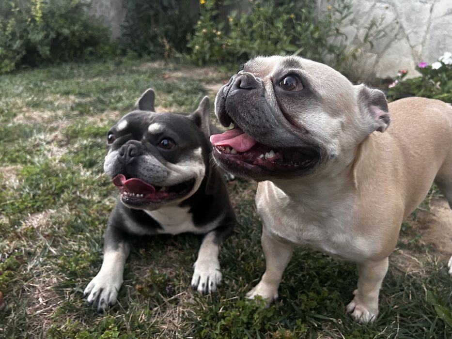 Чистокръвни Френски Булдочета