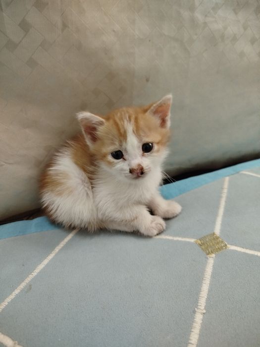 Котята  1 айлык .