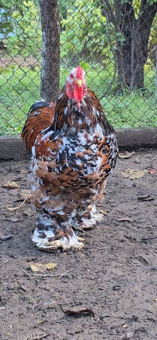 Brahma diferite varietati de culoare