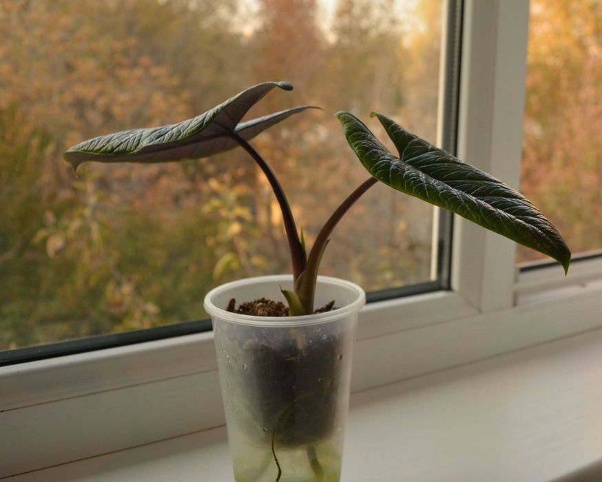 Распродажа коллекции Алоказия Скальптрум (Scalprum)