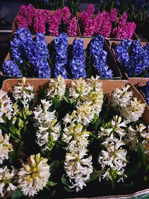 Zambile  ,mai multe culori, pret de  producator .