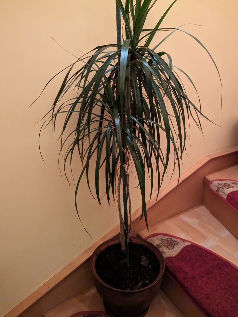 Plante decorative, Dracaena marginata