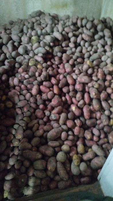 Картошка красная домашняя