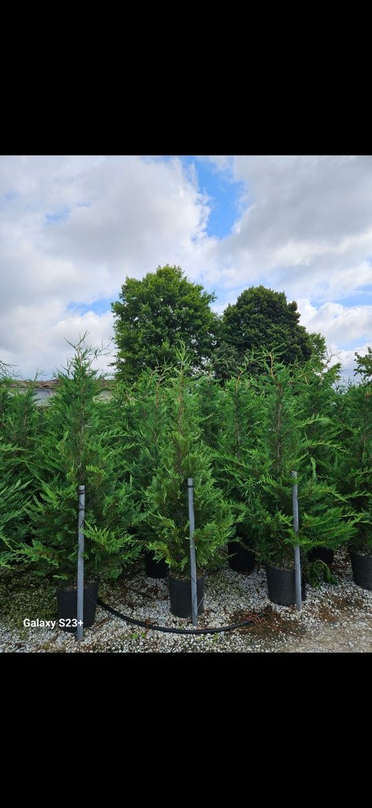 Vând leylandii de calitate extra
