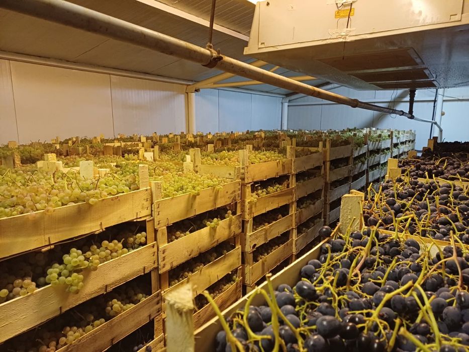 Producator vand struguri de masa