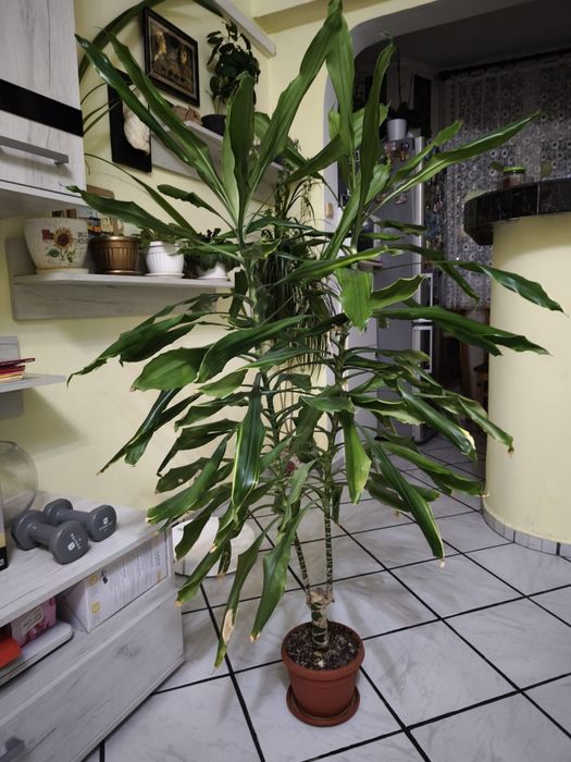 Драцена фрагранс