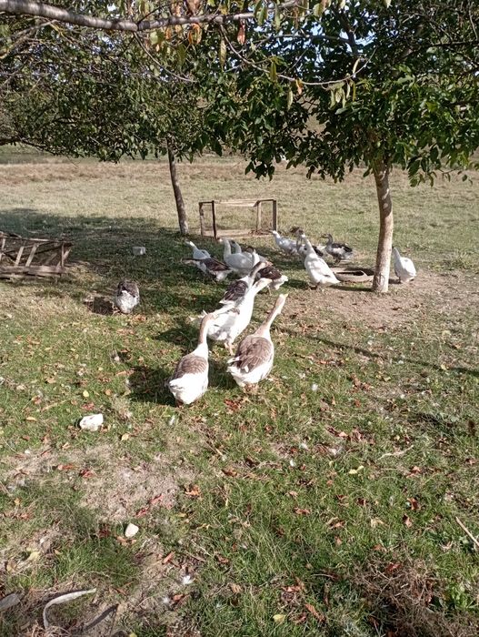 Vând gâște tinere