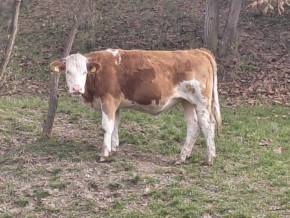 Junincă bălțată de vânzare