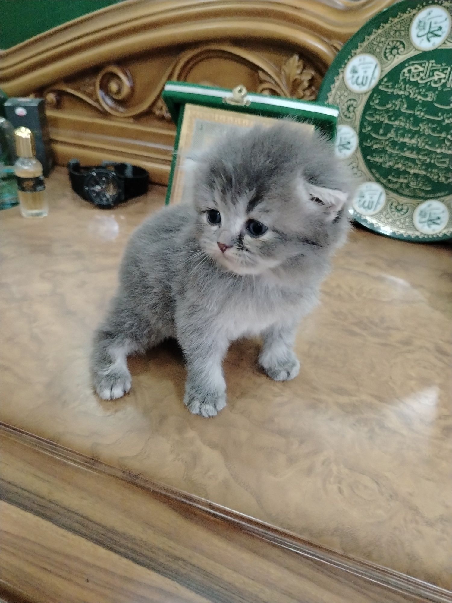 Скотиш Фолд мушукчалари