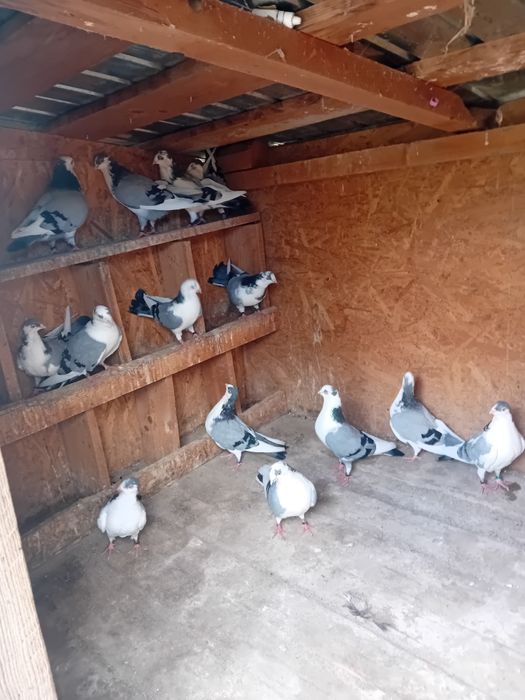 Porumbei Jucători de Galați