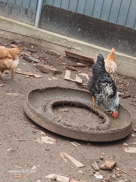 Puicuțe de casă.ouă