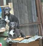 Labrador, mascul,oferit catre adoptie,vaccinat