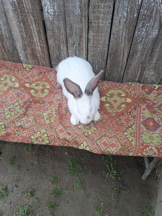 Iepuri tineret pentru creștere și consum