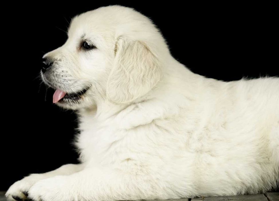 Golden Retriever de vanzare calitate deosebita/transport