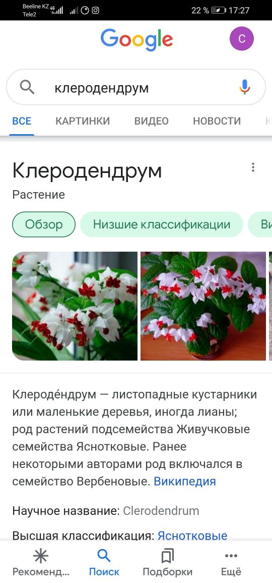 Клеродендрум Томпсона