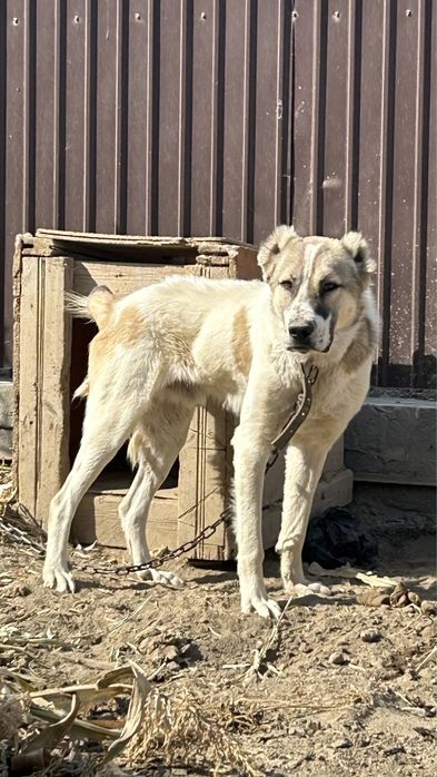 Төбет ит, алы кушык шамасында, жасы 2 де