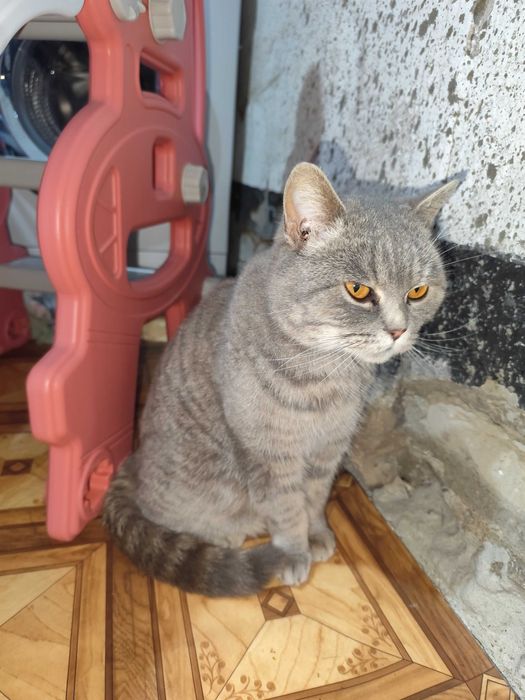 Отдам кошку  бесплатно