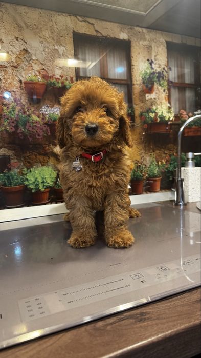 Poodle mini toy de vanzare