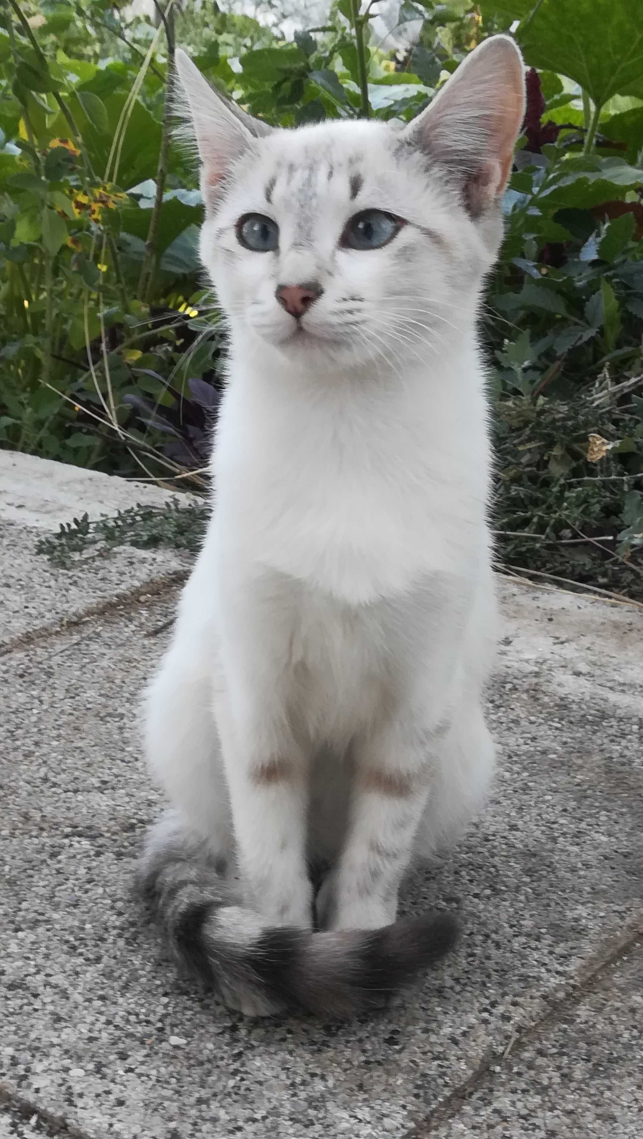 Коте женско бяло на 5 месеца