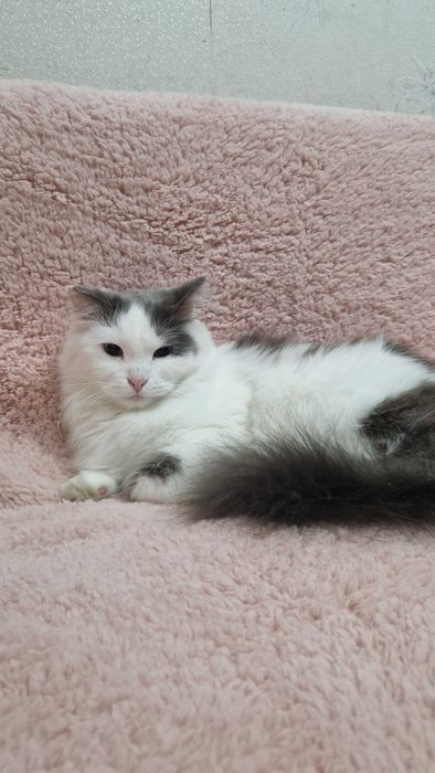 Котёнок-мальчик Принц ищет дом и надёжных хозяев