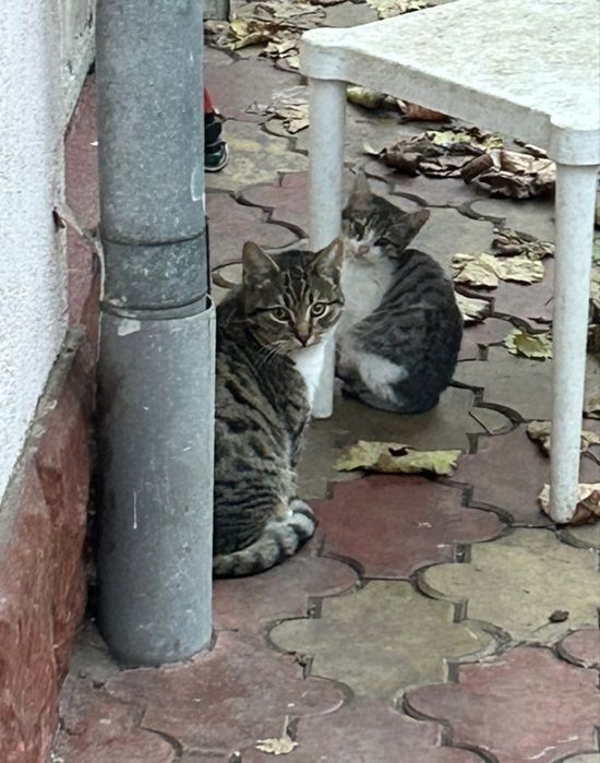 Donez pisicute crescute la curte zona berceni