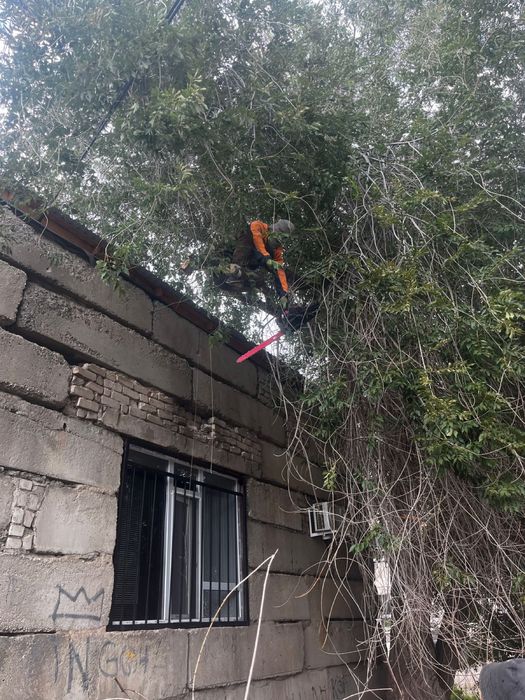 обрезка спиль деревьев профессионально и безопасно