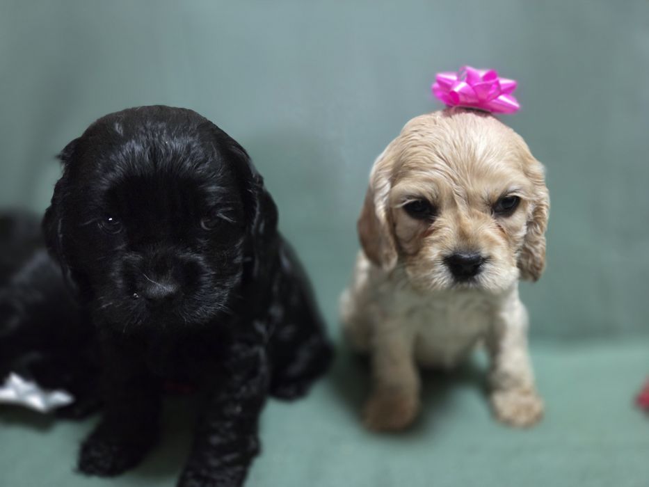 Продавам малки сладки кученца кокер шпаньол