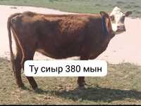 Ту сиыр 380мын..