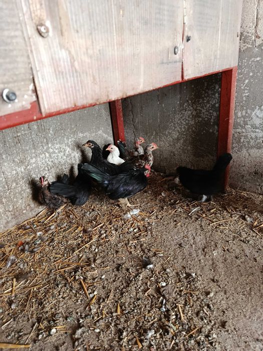 Cocoșei pitici..