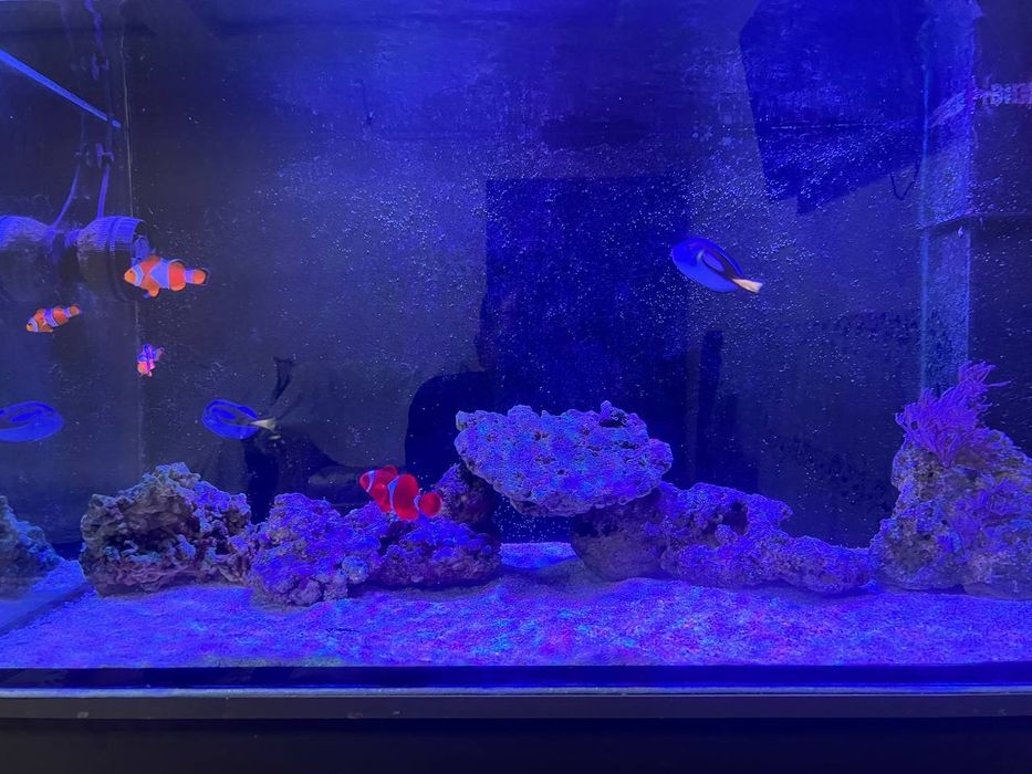 Продам морской аквариум 280 литр