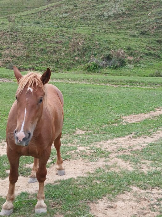 Mânza  cuminte de 2 ani și  6 luni