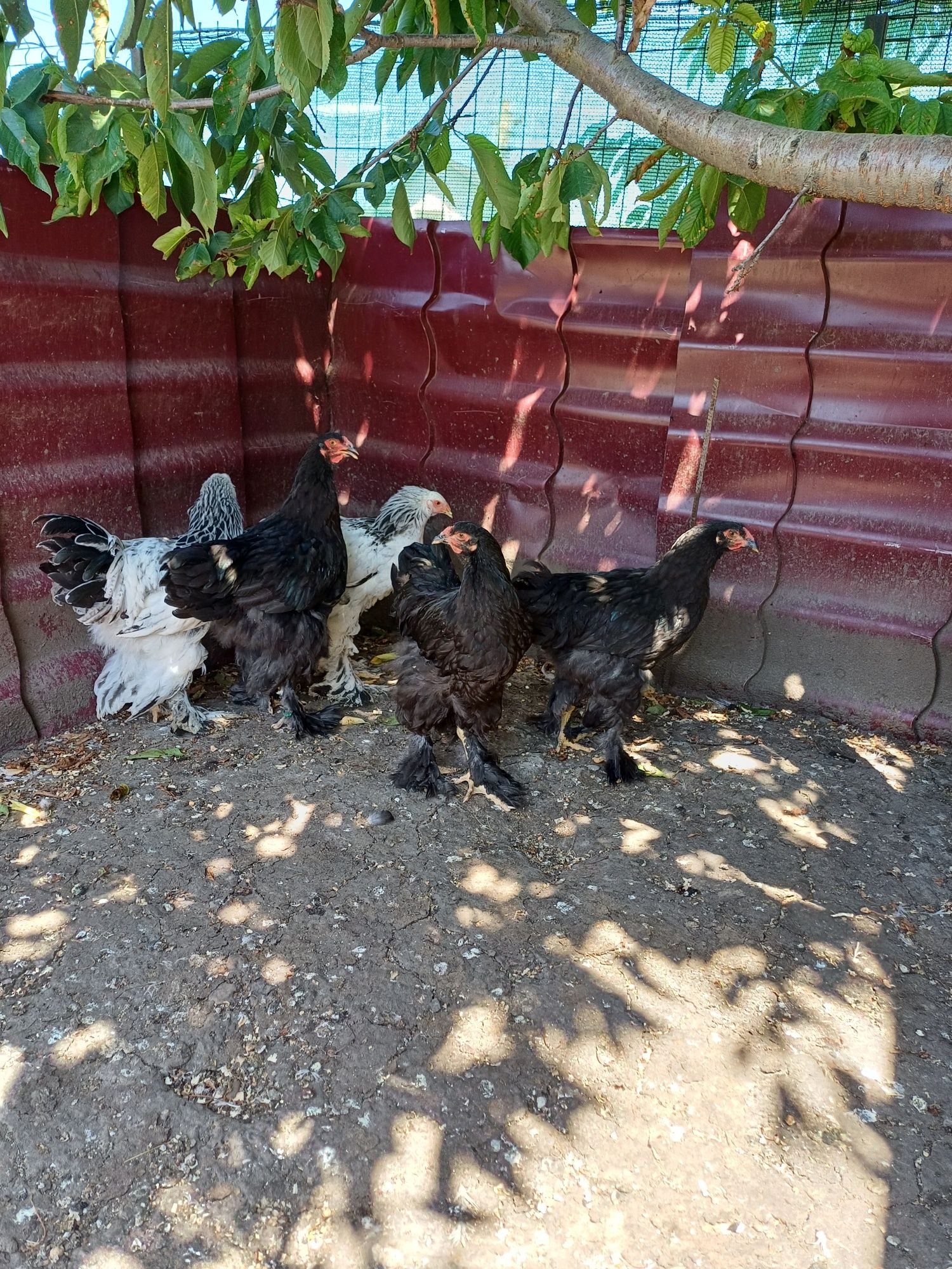 Vand cocos brahma
