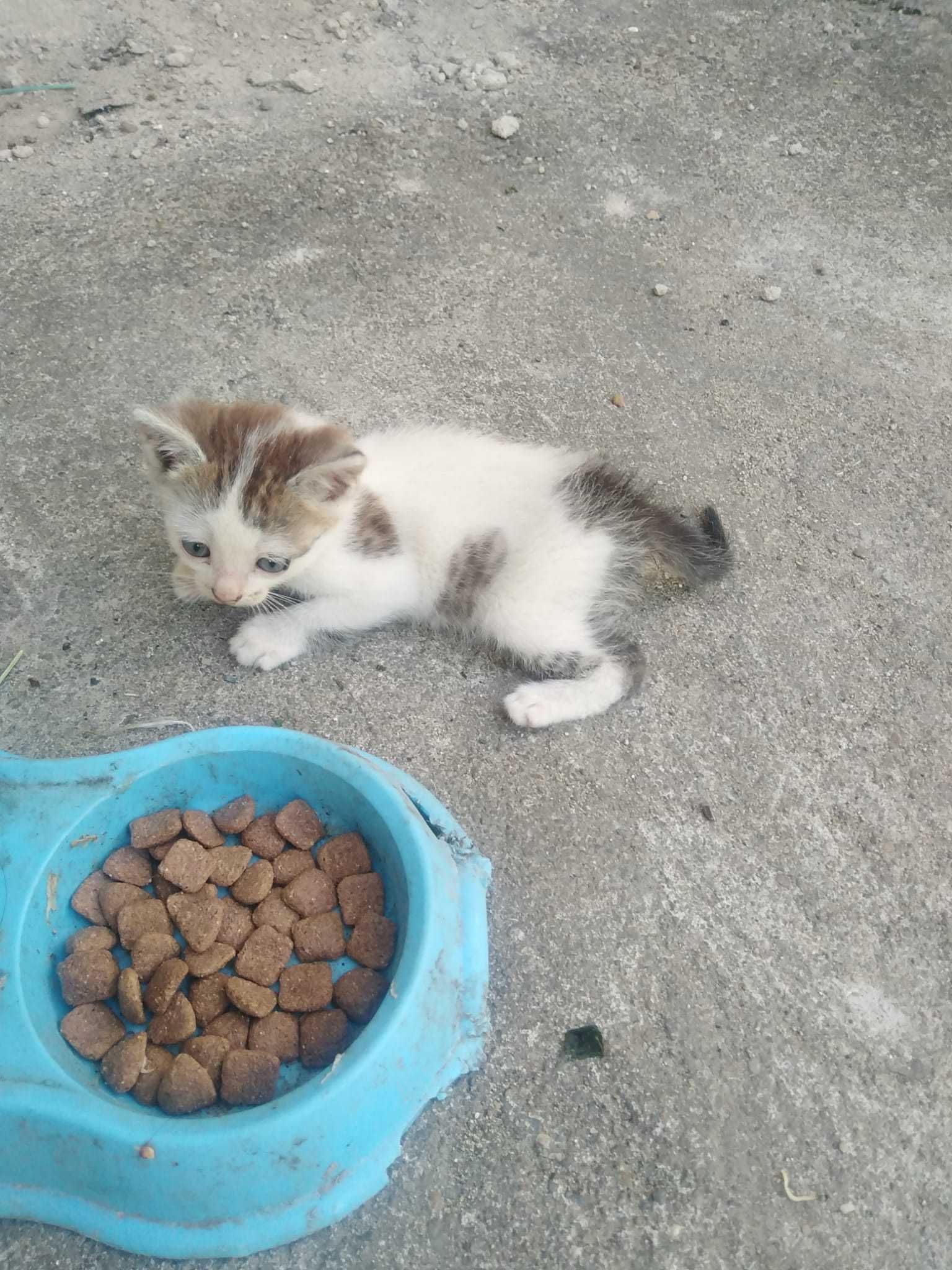 Donezi pui de pisică
