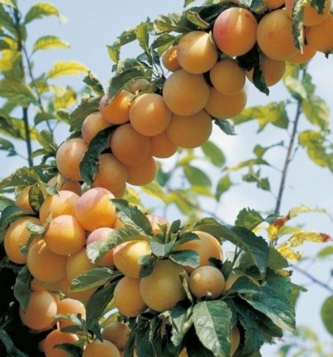 Prun Nancy Mirabelle