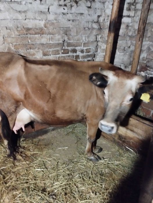 Млечни крави порода жарсе