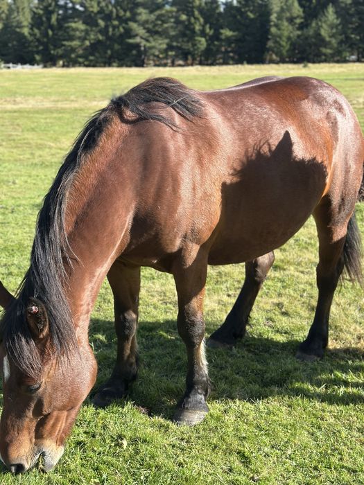 Iapa gestanta 4 ani si manza 7 luni