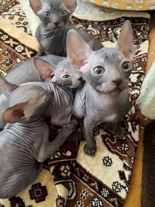 Донской сфинкс,мальчики,1,5 мес.