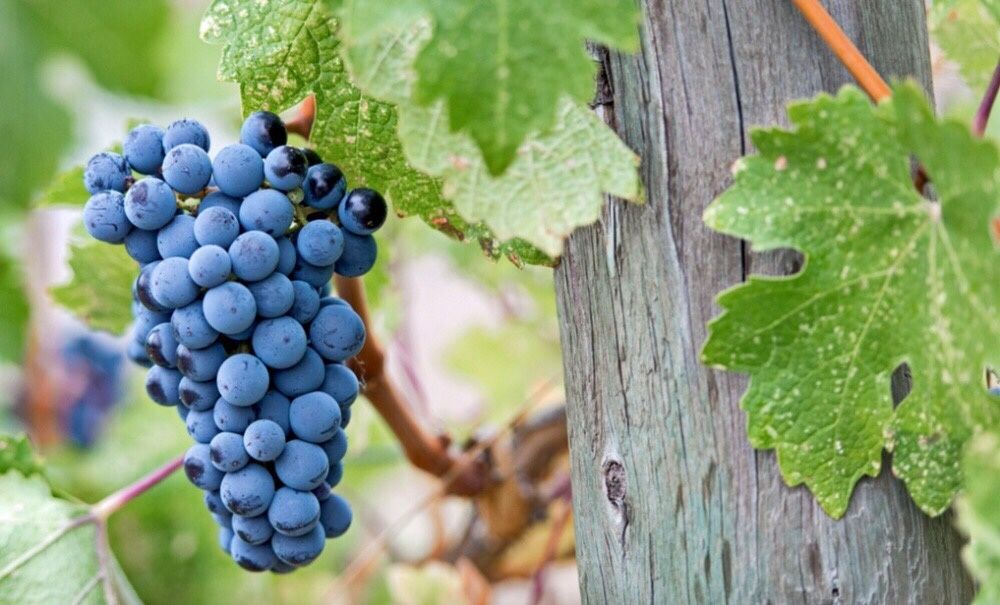 Vând Butasi vita de vie de la producator