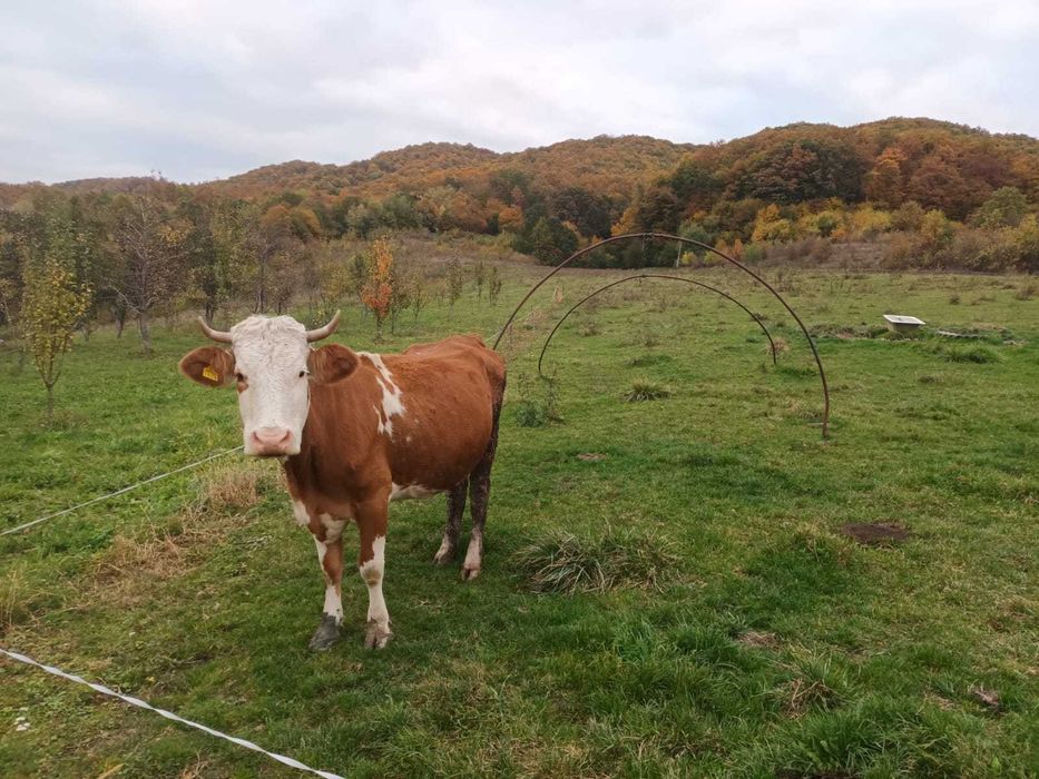 Vând vacă de 5 ani