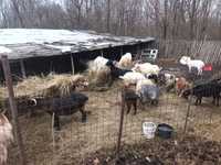 De vânzare 33 de capre tinere