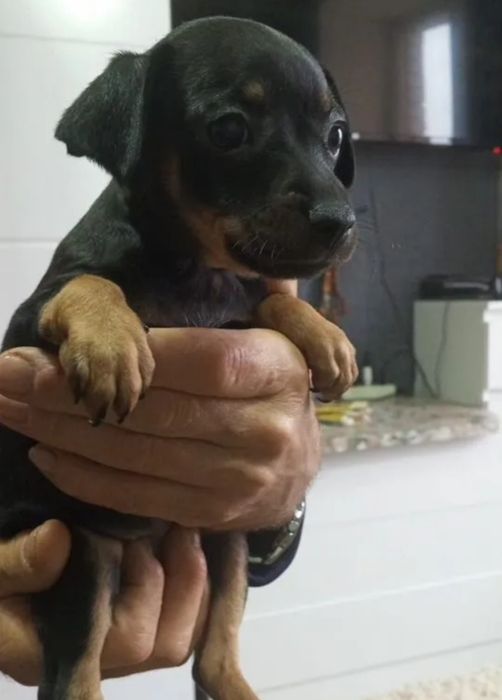 Той терьер щенок