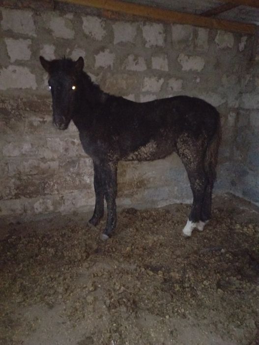 Продам жеребёнка жеребчика