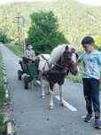 Vând ponei castrat cu tot cu căruță și un armăsar de 4 ani