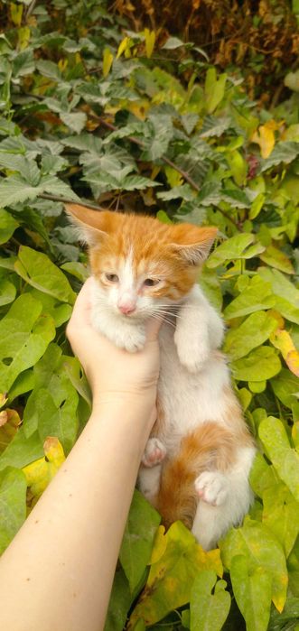 Отдам рыже-белого котёнка в добрые руки — мальчик, ласковый и игривый