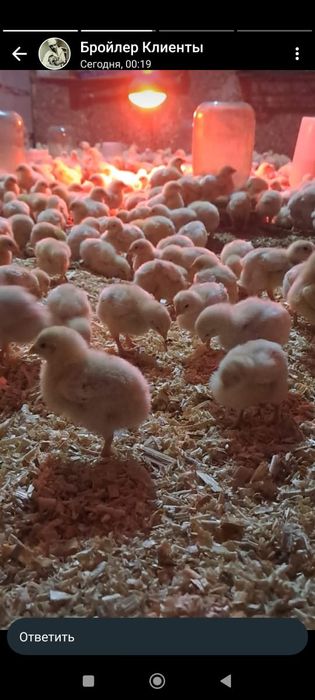 Продажа бройлерные