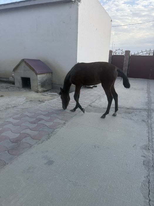 Продам жеребенка