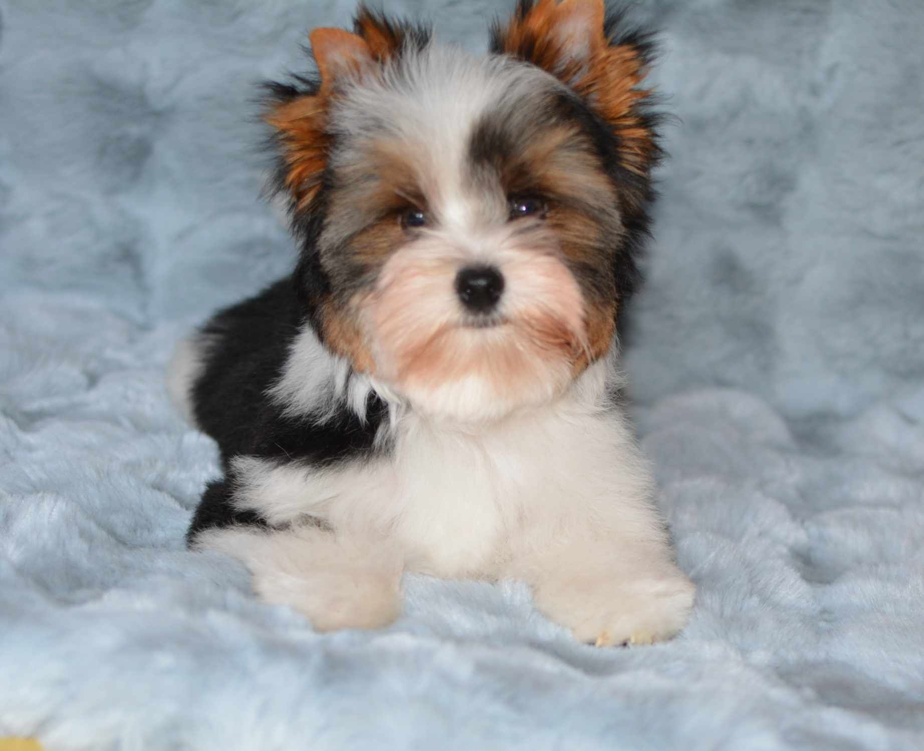 Biewer Yorkshire terrier