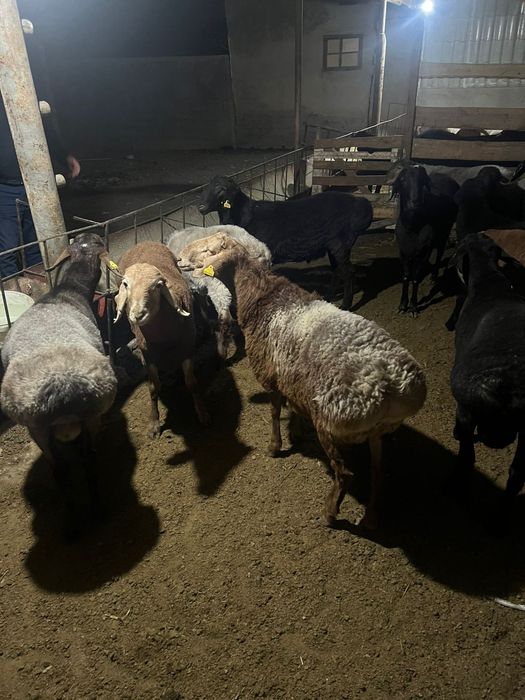 Сойысқа Қошқарлар сатылады