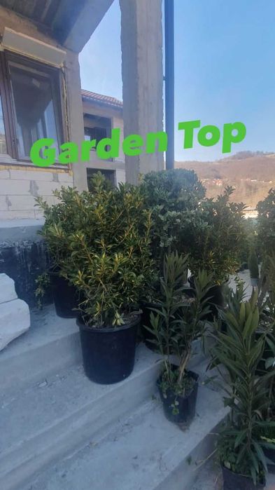 Plante ornamentale, copaci
